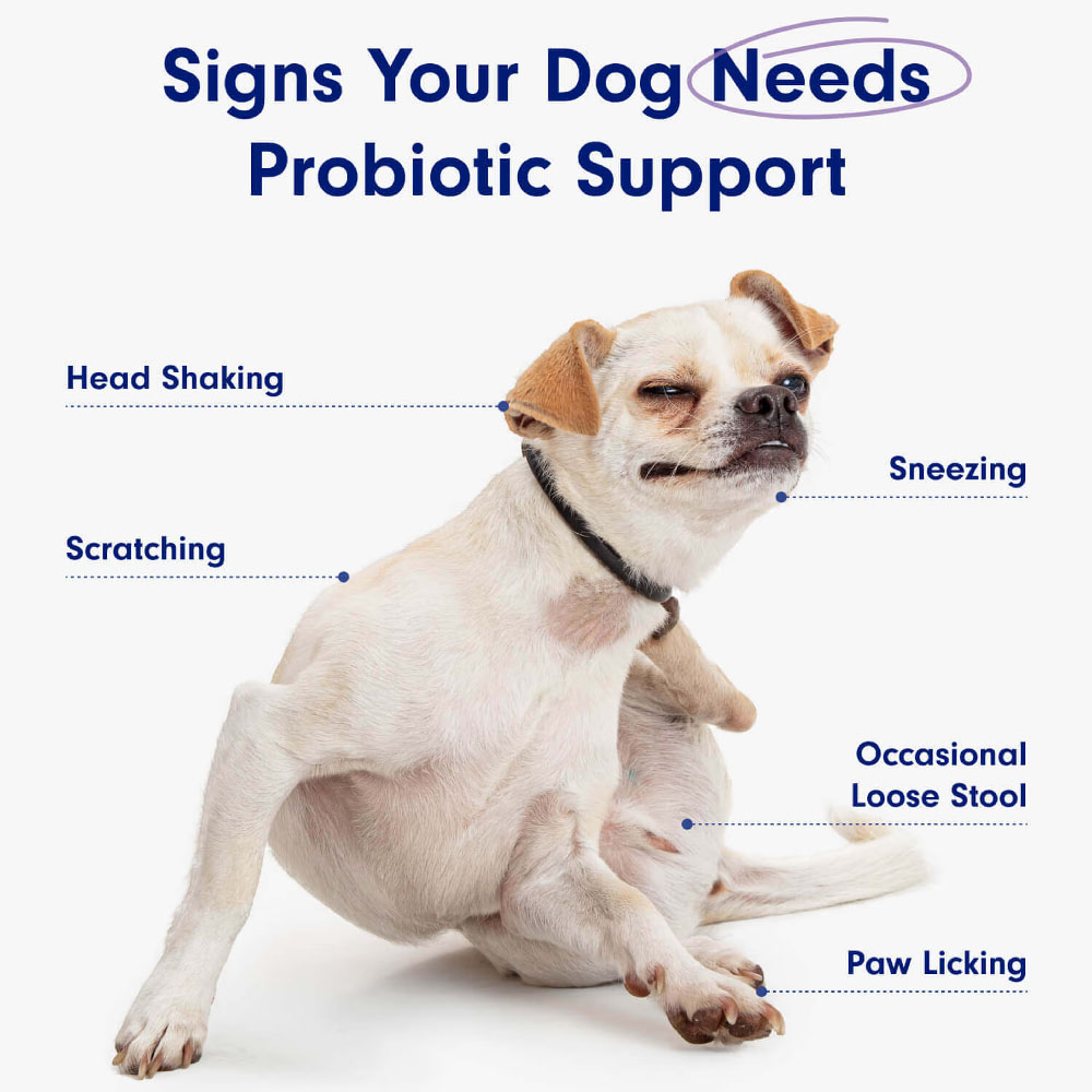 Probiotics for Dog, Digestive  – обзор и цена Digestive Enzyme Blend